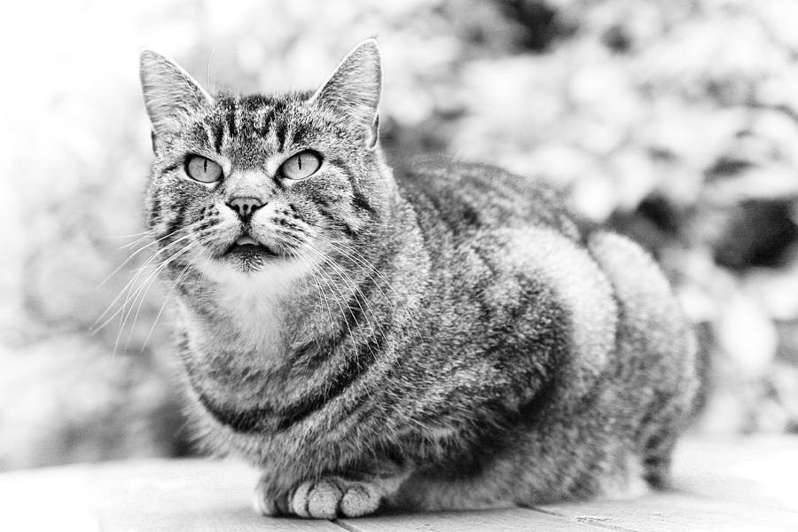 Cat Photograph - Tomcat #1 by Frank Tschakert