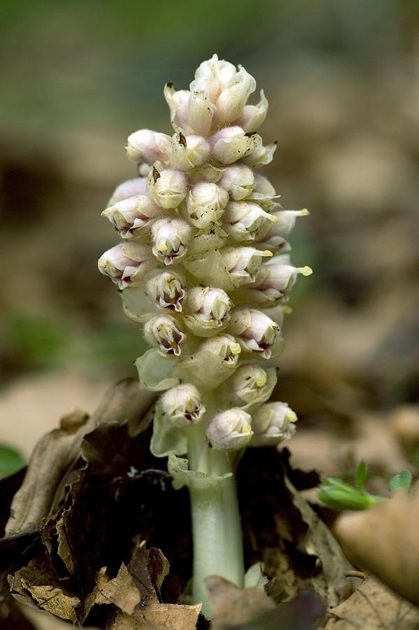 Flower Photograph - Toothwort (lathraea Squamaria) #1 by Bob Gibbons