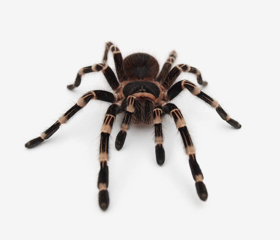 Top View Of A Poisonous Tarantula Photograph - Top View Of A Poisonous ...