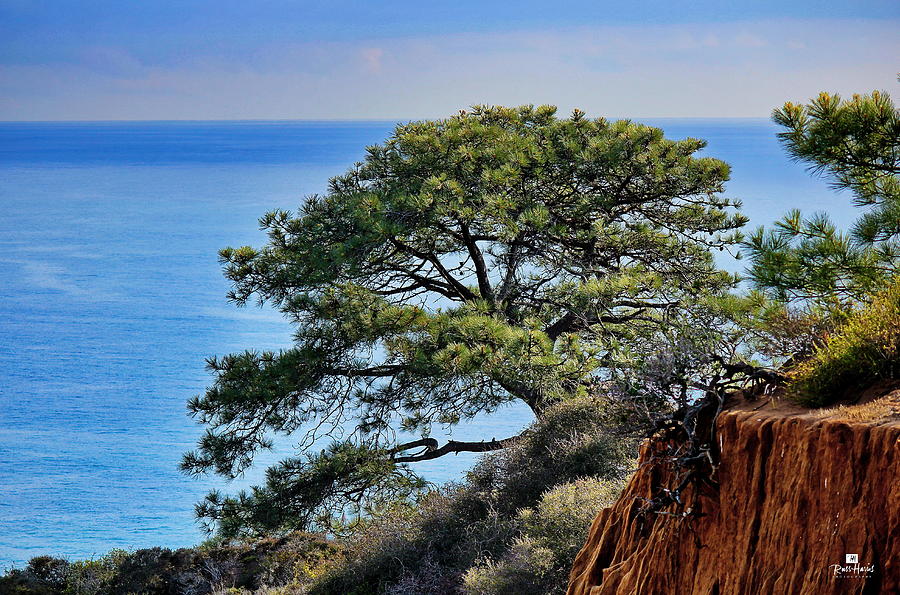 Torrey Pines #1 Photograph by Russ Harris