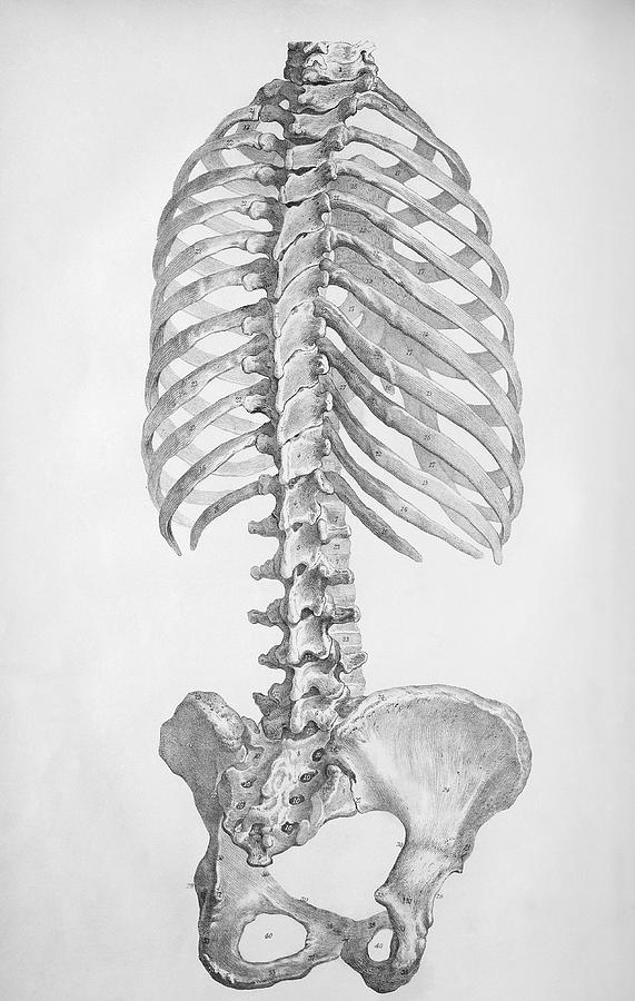 Torso Bones Photograph by Sheila Terry - Fine Art America