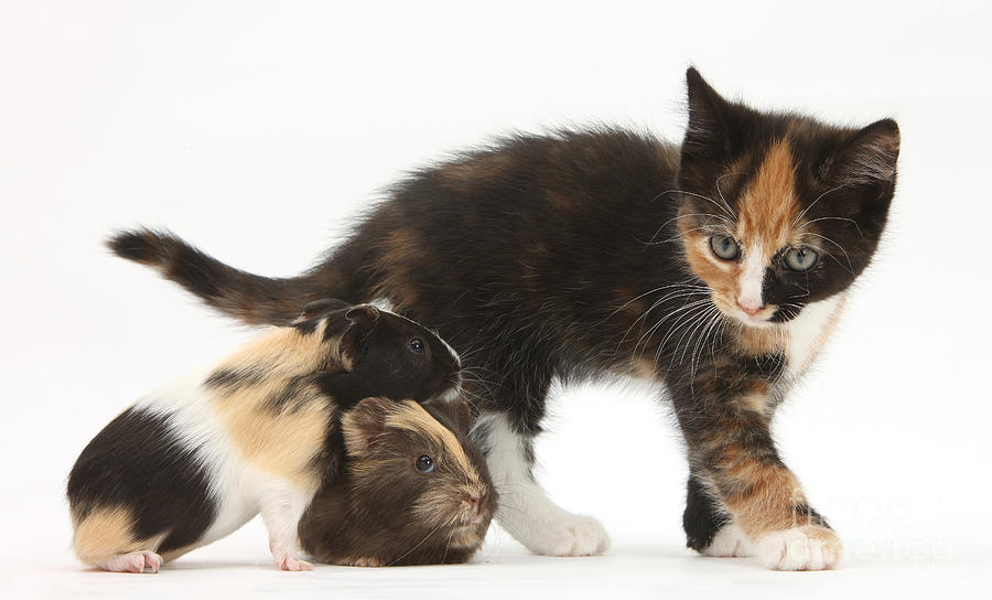 Tortoiseshell Kitten With Baby #1 Photograph by Mark Taylor