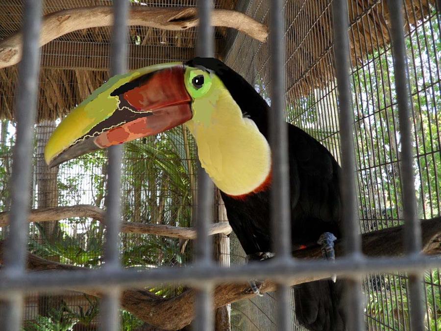 Toucan #1 Photograph by Val Oconnor