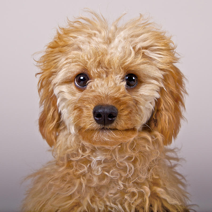 Toy Poodle Photograph by Michael Mulick