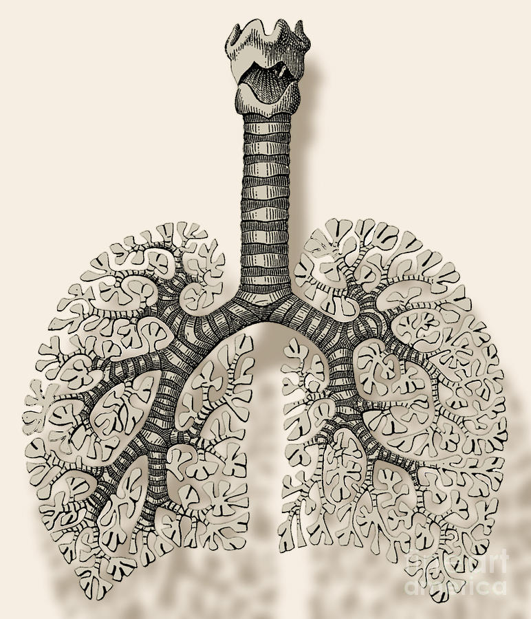 Trachea, Bronchioles, And Alveoli Photograph by Science Source - Pixels