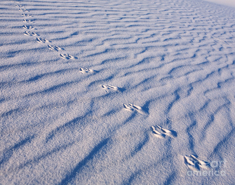 White Sands Photograph - Tracks at White Sands by Matt Tilghman White Sands Photograph - Tracks at White Sands by Matt Tilghman