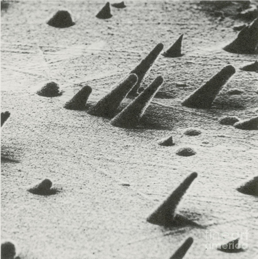 Tracks From Cosmic Rays, Magnified 800 #1 Photograph by Science Source