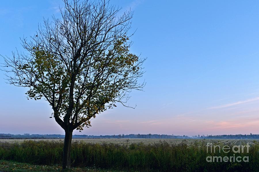 Tree At Dusk #2 Photograph by Dariusz Gudowicz