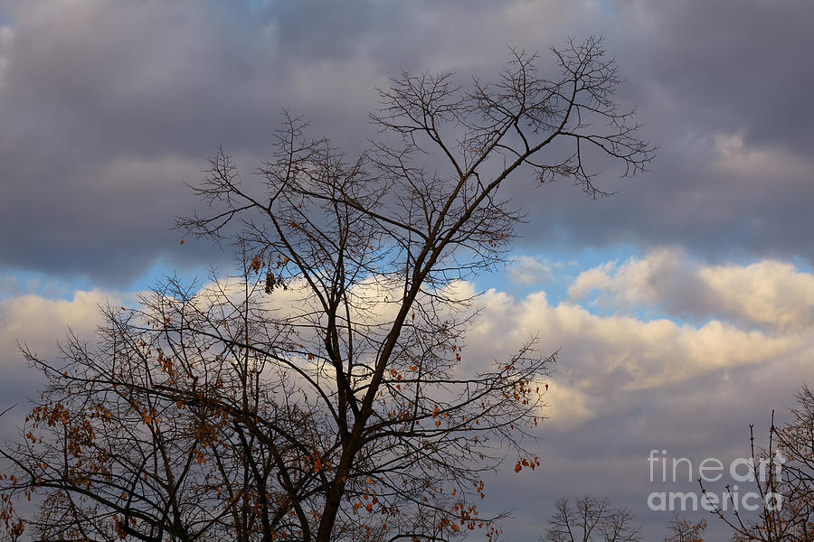 Fall Photograph - Tree branches in autumn #1 by Gabriela Insuratelu
