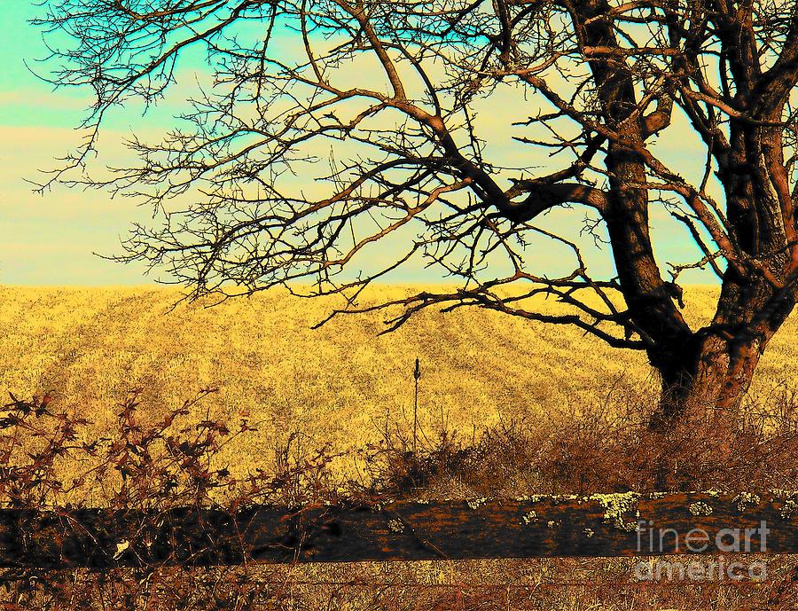 Tree By The Fence #1 Photograph by Joyce Kimble Smith