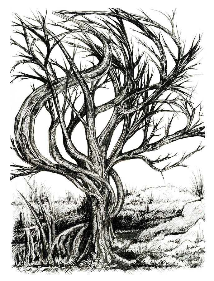 Twisted Tree Drawing by Danielle Scott