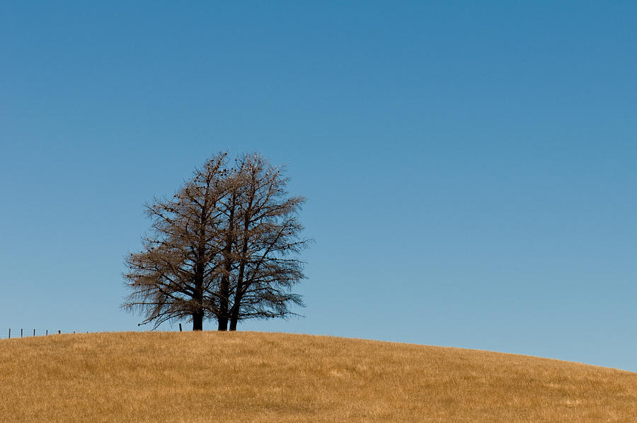 Tree formation on a hill #1 Photograph by U Schade