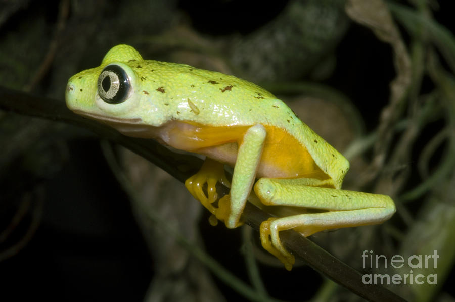 Tree Frog #1 Photograph by Dante Fenolio