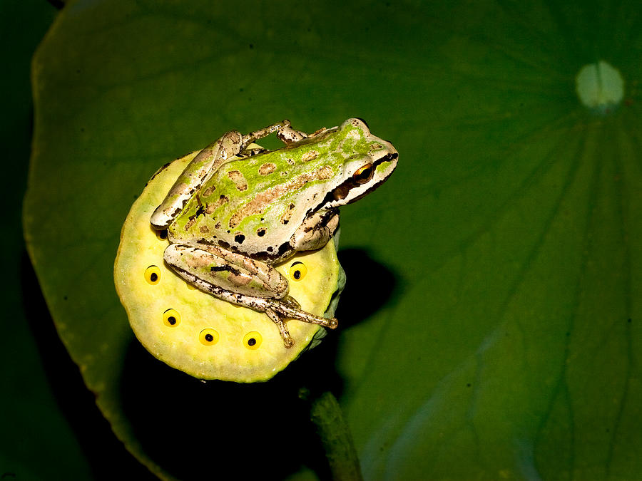 Tree Frog #2 Photograph by Jean Noren