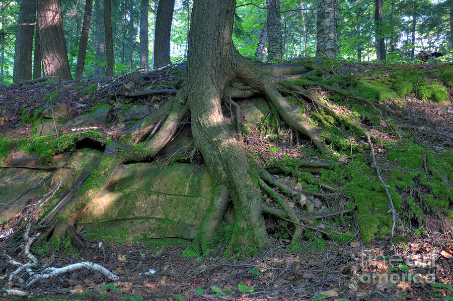 Tree Growing Over A Rock #1 Photograph by Ted Kinsman