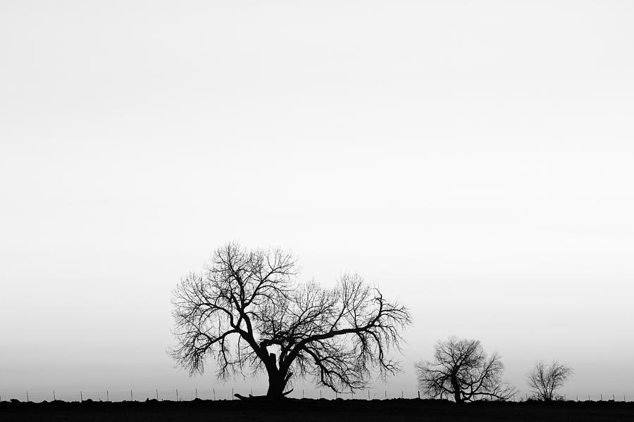 Tree Harmony Black and White #2 Photograph by James BO Insogna