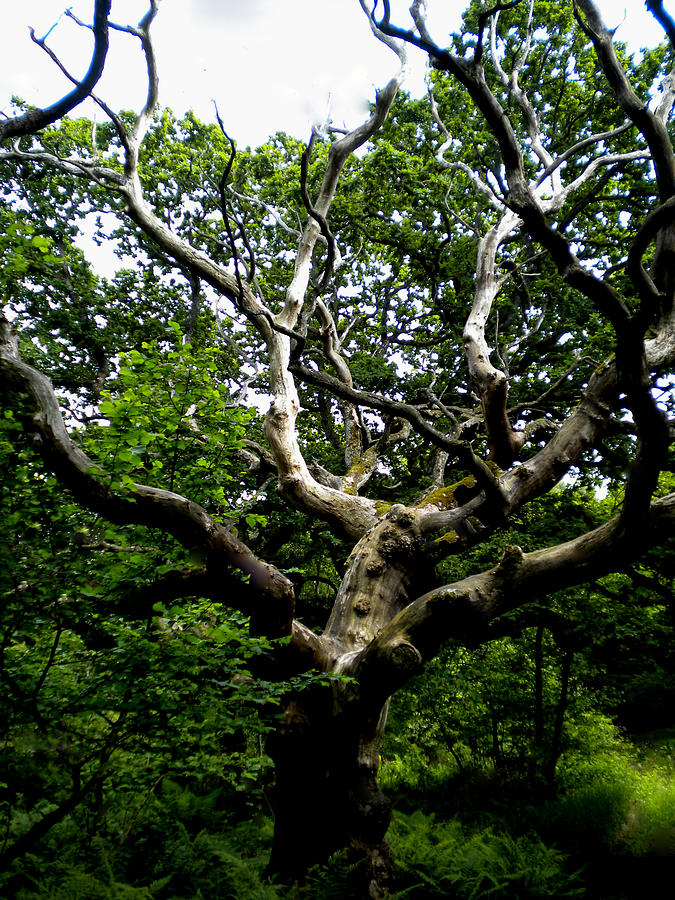 Tree in Forest Denmark #1 Photograph by Colette V Hera Guggenheim