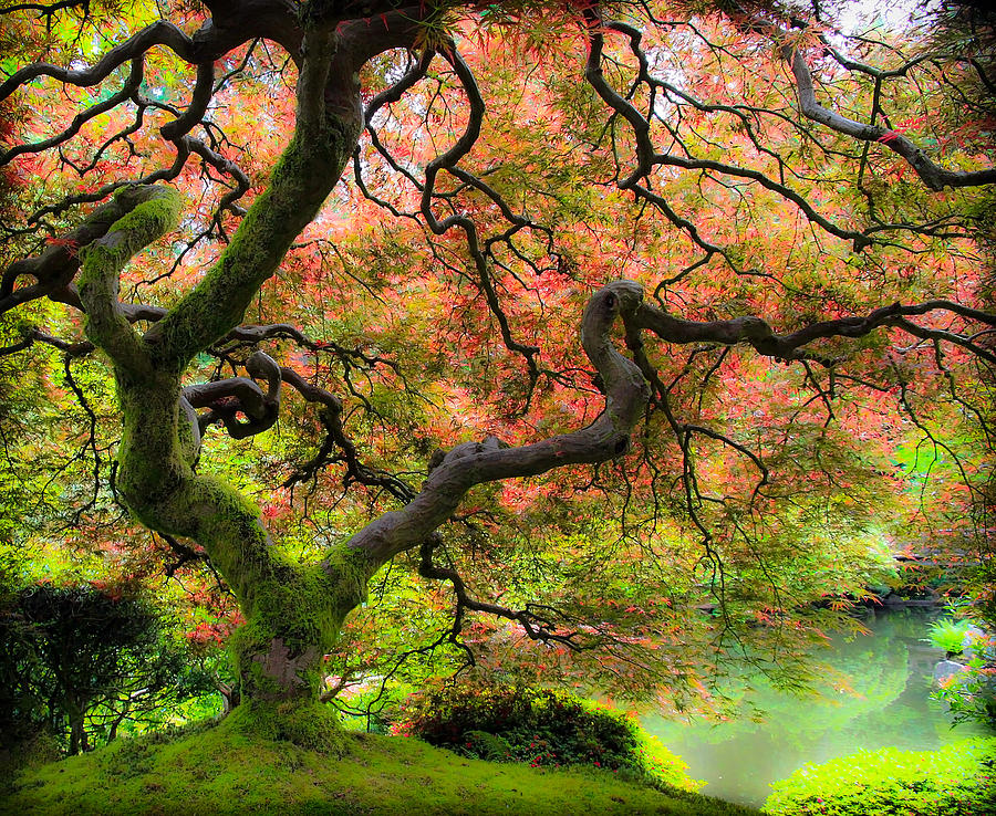 Tree of Beauty #2 Photograph by Steve McKinzie