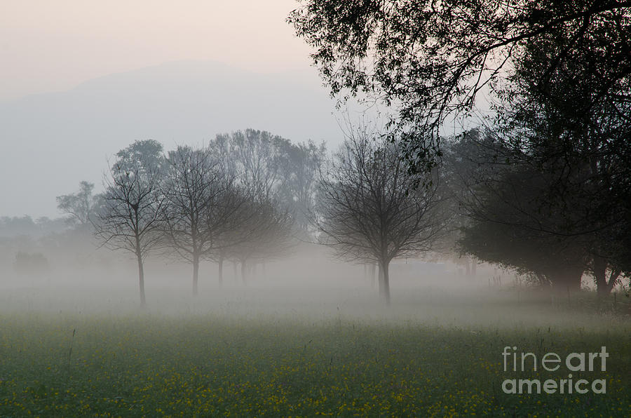 Trees and fog #1 Photograph by Mats Silvan