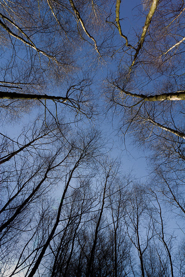 Trees In Epping Forest Photograph