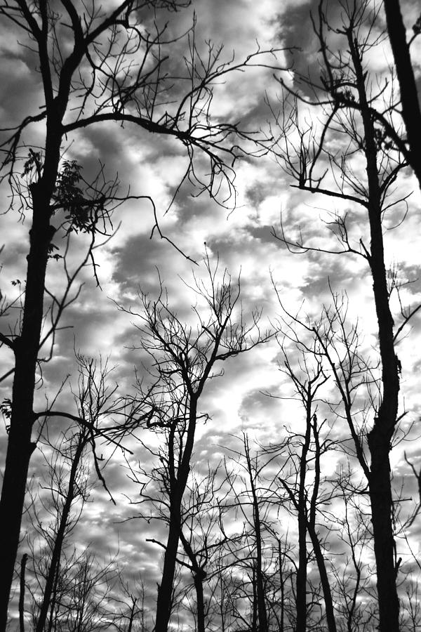 Tree Photograph - Trees in the Sky #1 by Shari Jardina