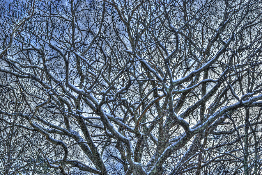 Winter Photograph - Trees Number Two #1 by Thomas Heeter