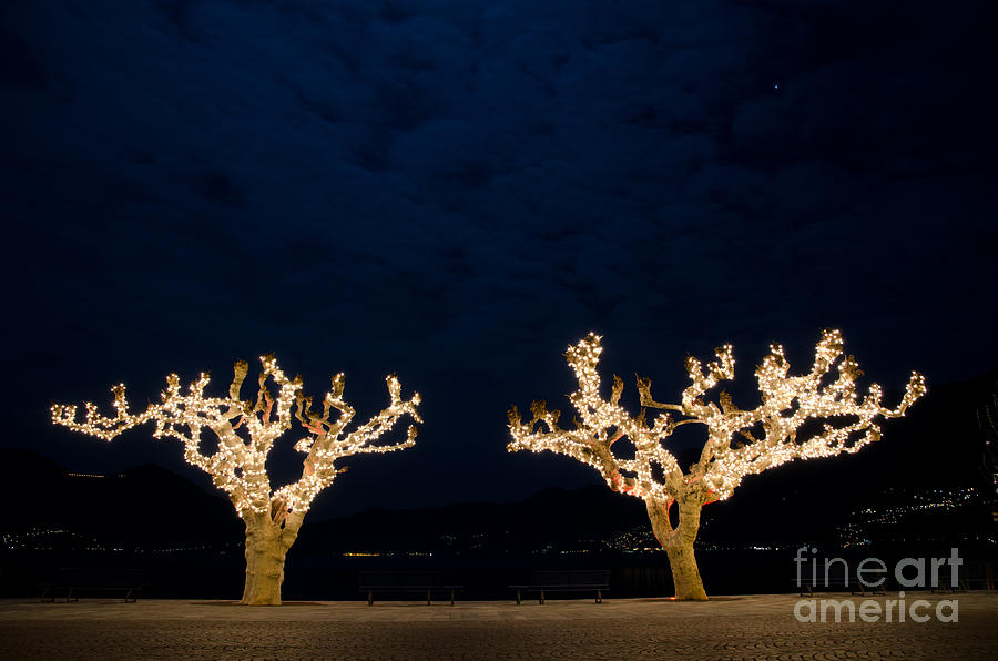 Trees with lights #1 Photograph by Mats Silvan