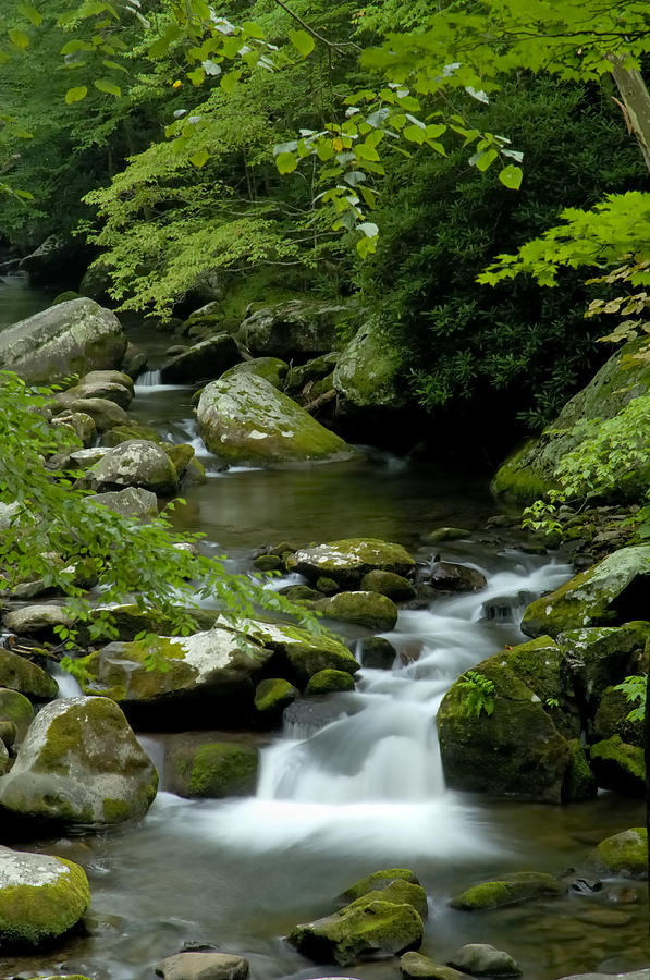 Tremont At Great Smoky Mountains Photograph by Darrell Young