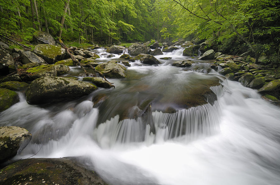 Landscape Photograph - Tremont Spring in Great Smoky Mountains by Darrell Young