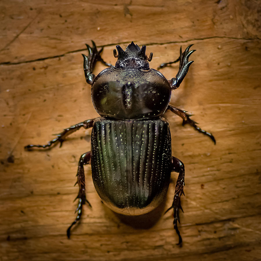 Triceratops Beetle  #1 Photograph by Gene Hilton