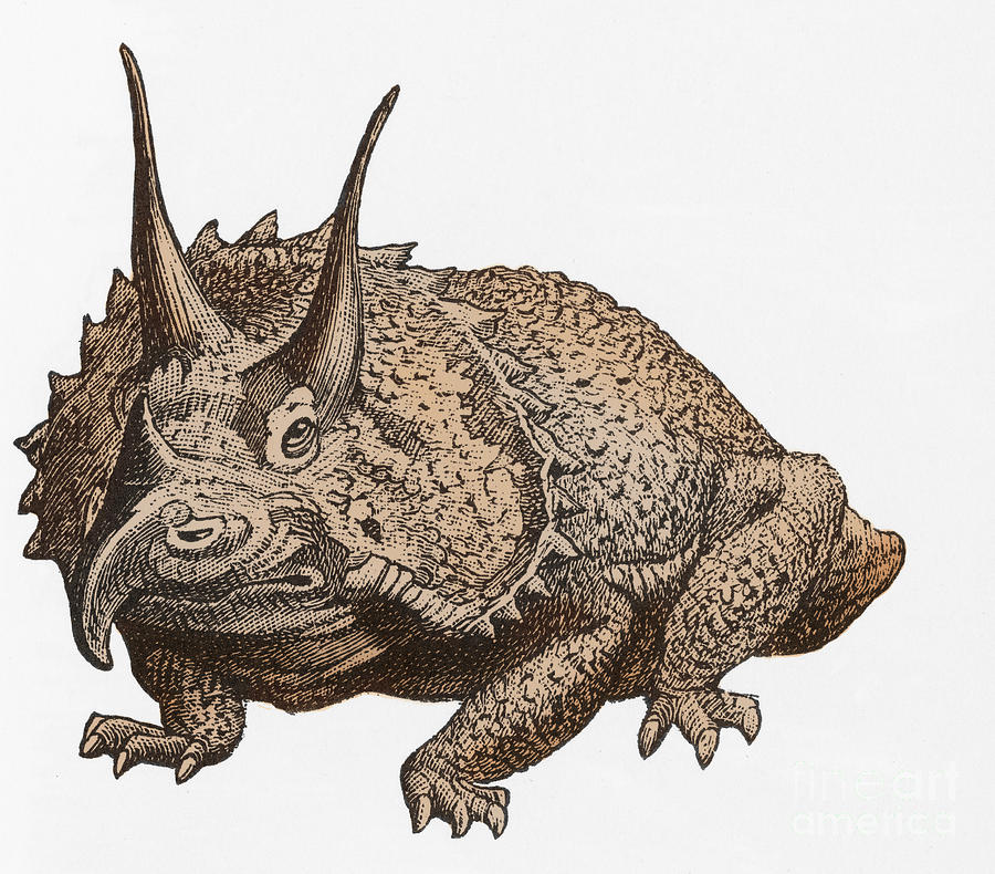 Triceratops Illustration #1 Photograph by Science Source