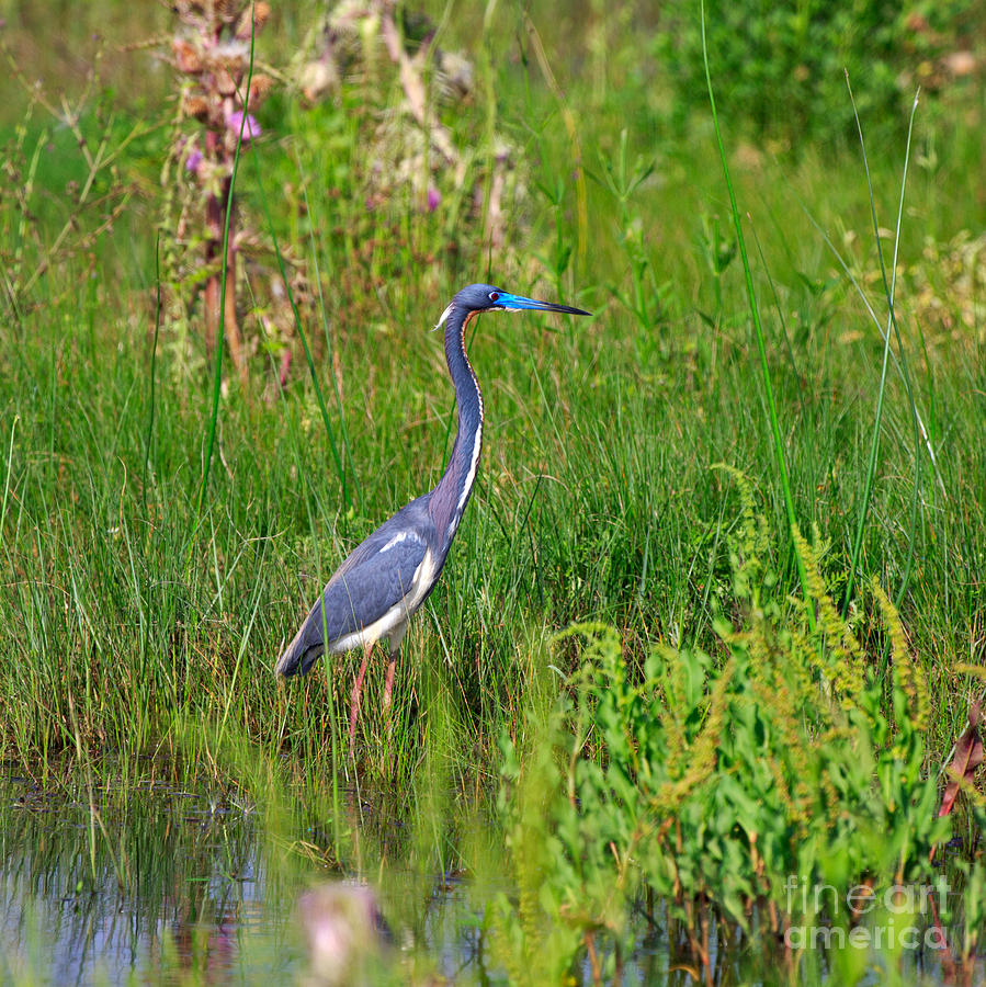 Heron Photograph - Tricolored Heron #4 by Louise Heusinkveld