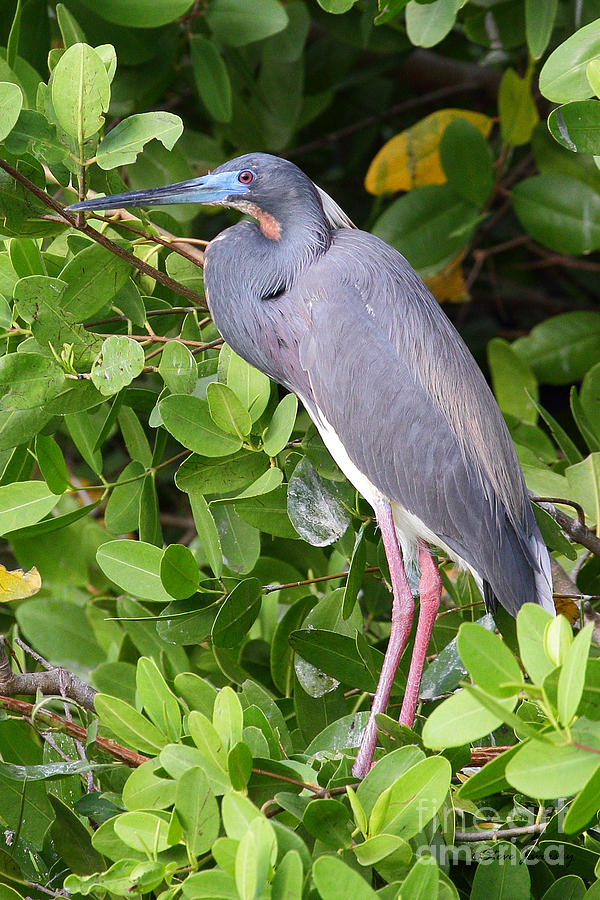 Tricolored Heron #1 Photograph by Steve Javorsky