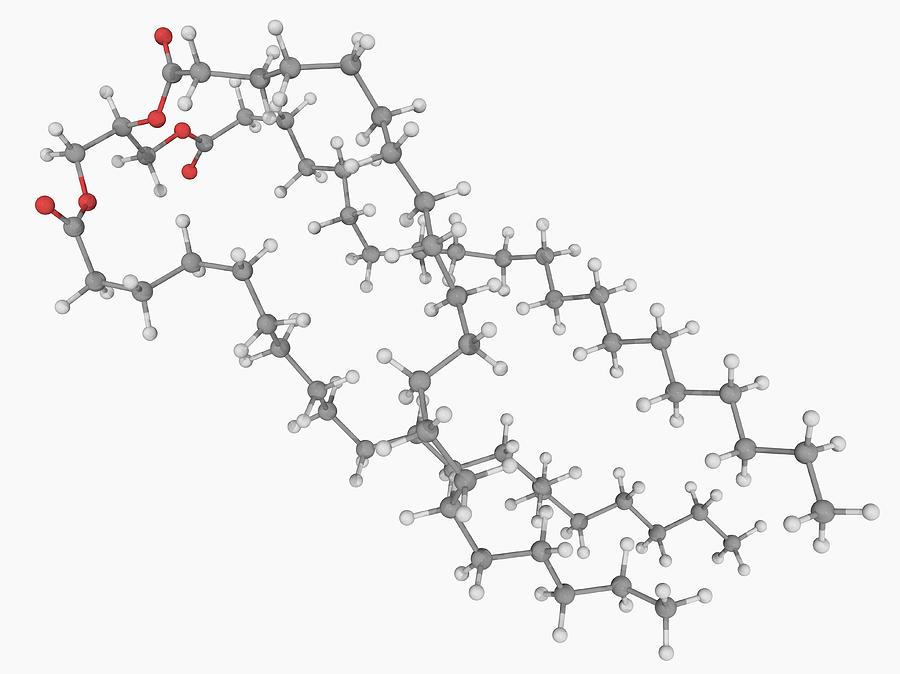 Triglyceride Molecule by Laguna Design