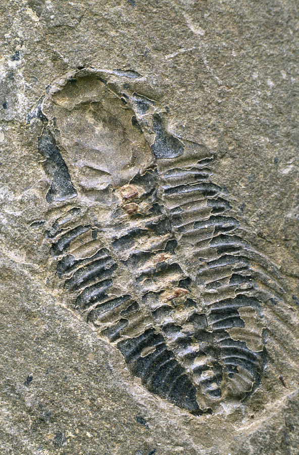 Trilobite Fossil Photograph by Alan Sirulnikoff - Pixels