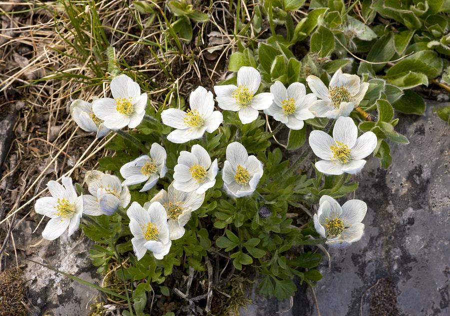 Trollius Laxus Ssp. Albiflorus Photograph by Bob Gibbons - Pixels