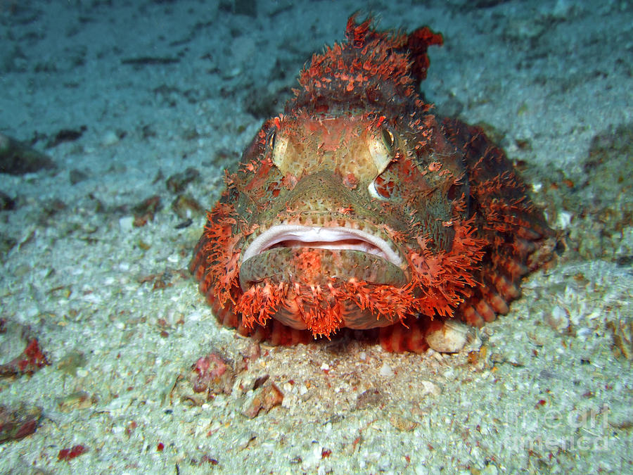 Tropical fish scorpionfish Photograph by MotHaiBaPhoto Prints - Fine ...