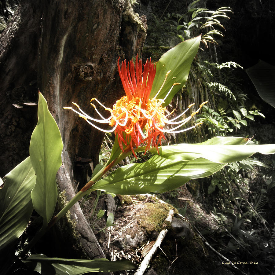 Tropical Flower #1 Photograph by Gina De Gorna