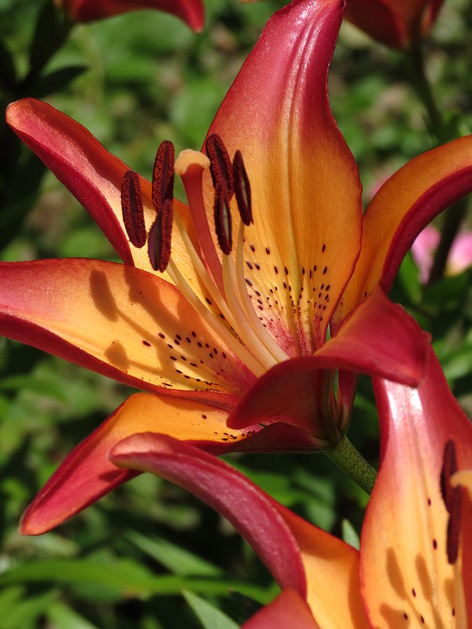 Tropical Lilies Photograph by Rebecca Overton