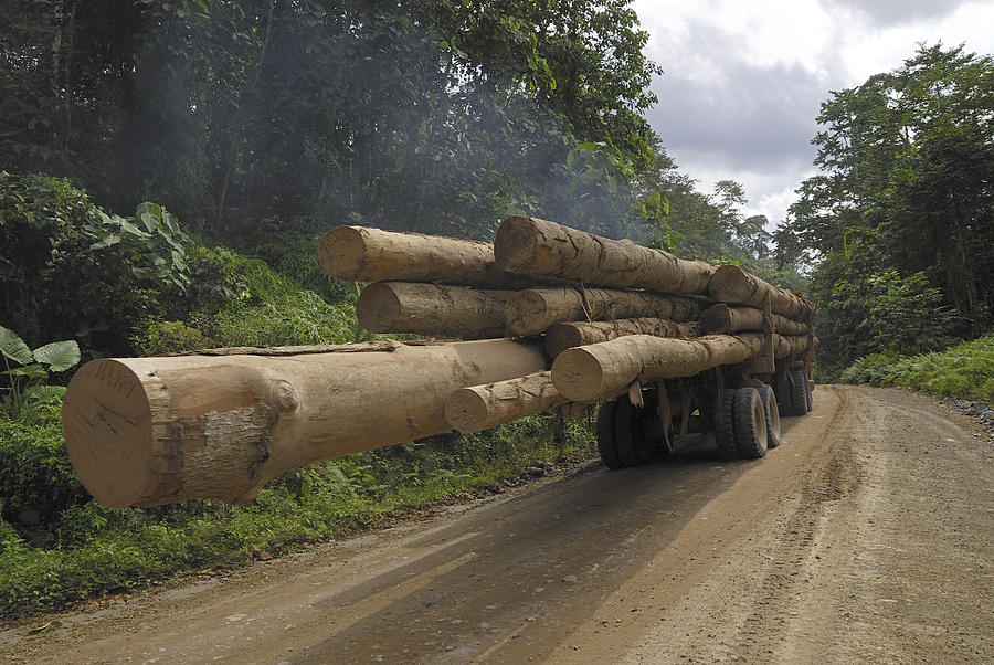 Truck With Timber From A Logging Area #1 Photograph by Thomas Marent