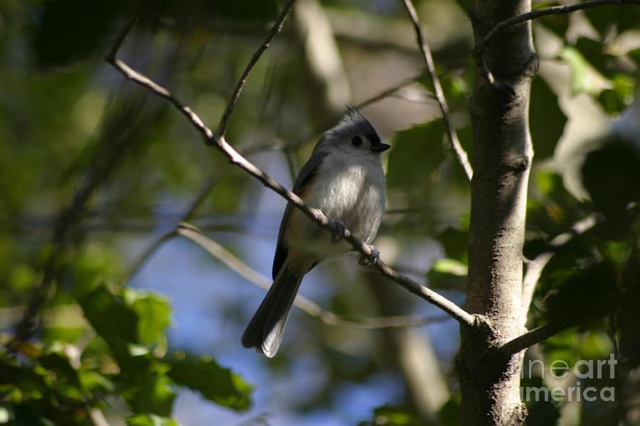 Tufted Titmouse 2 #1 Photograph by Living Color Photography Lorraine Lynch