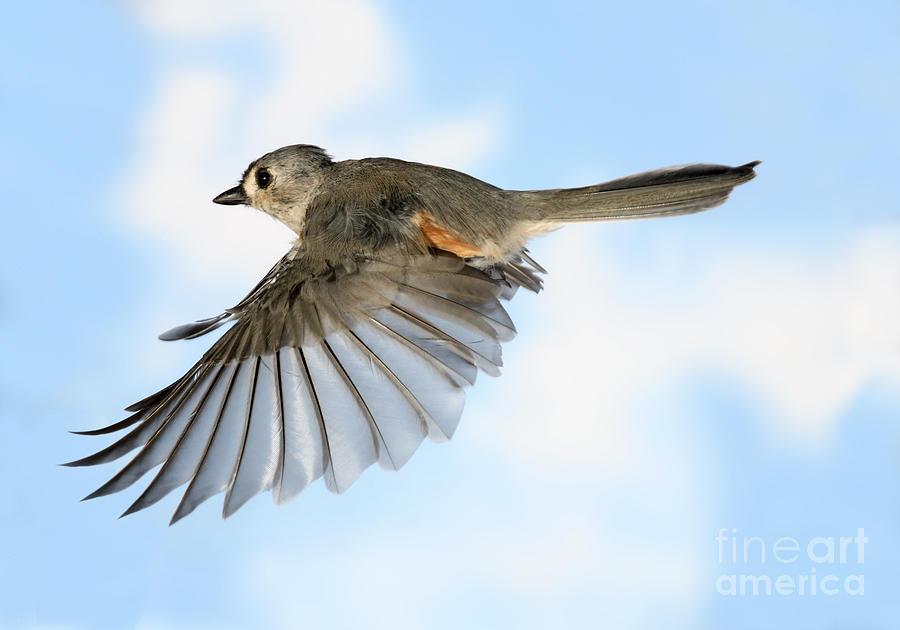 Songbirds Photograph - Tufted Titmouse In Flight by Ted Kinsman
