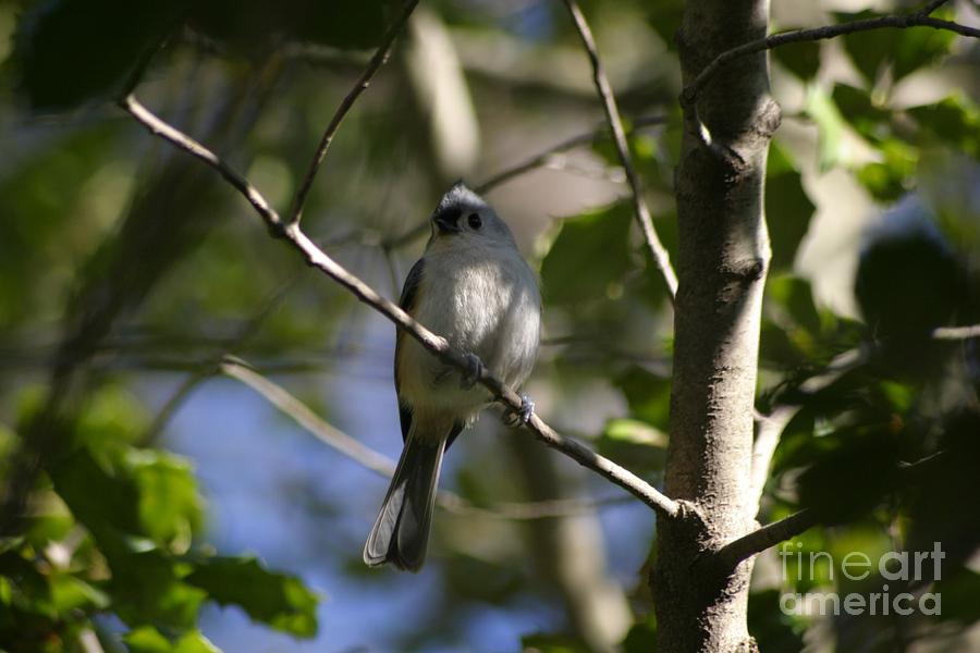 Tufted Titmouse #1 Photograph by Living Color Photography Lorraine Lynch