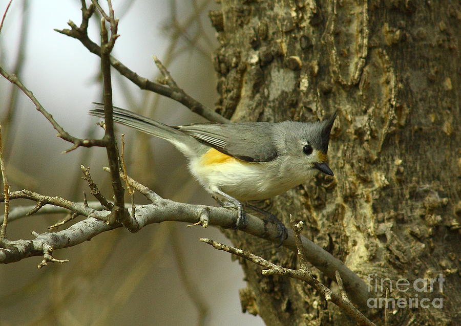 Tufted Titmouse #1 Photograph by Robert Frederick
