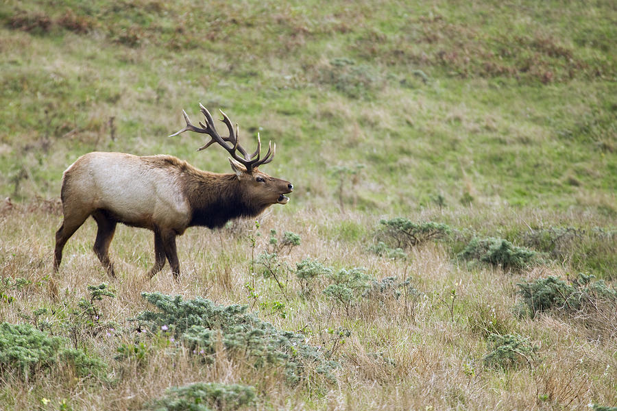 Tule Elk Bull Bugling During Rut Point #1 Photograph by Sebastian Kennerknecht