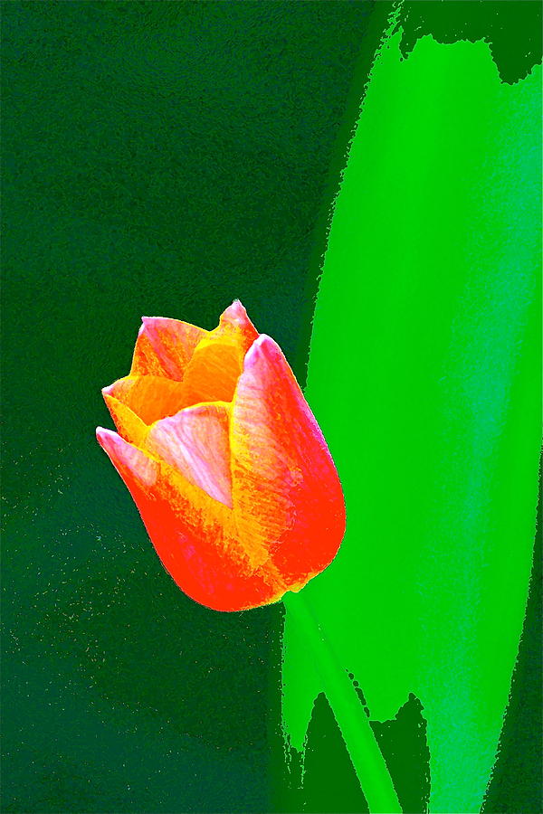 Tulip 46 #1 Photograph by Pamela Cooper