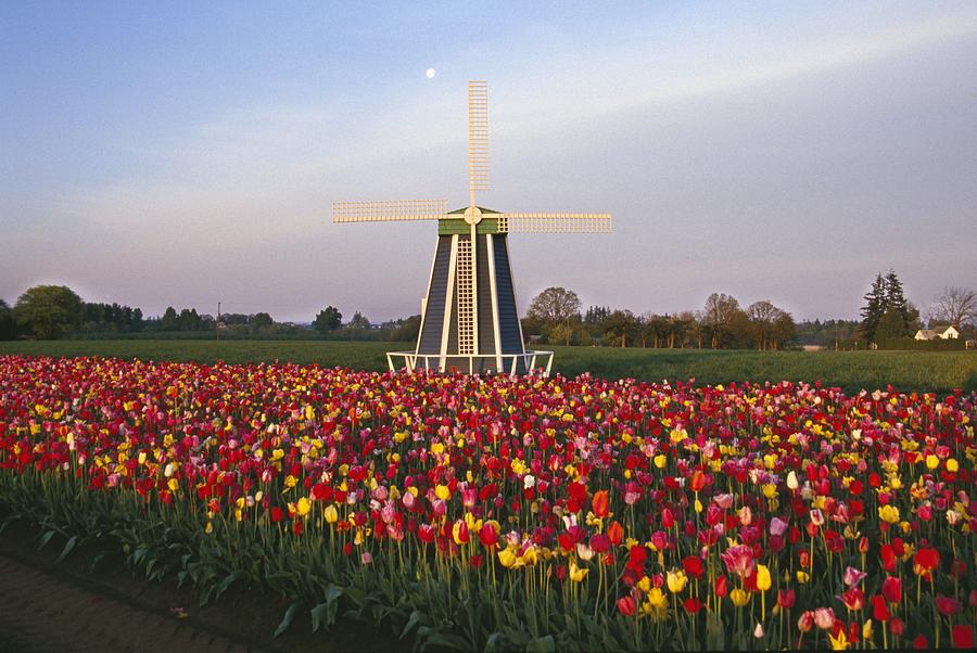 Space Photograph - Tulip Field And Windmill #1 by Natural Selection Craig Tuttle