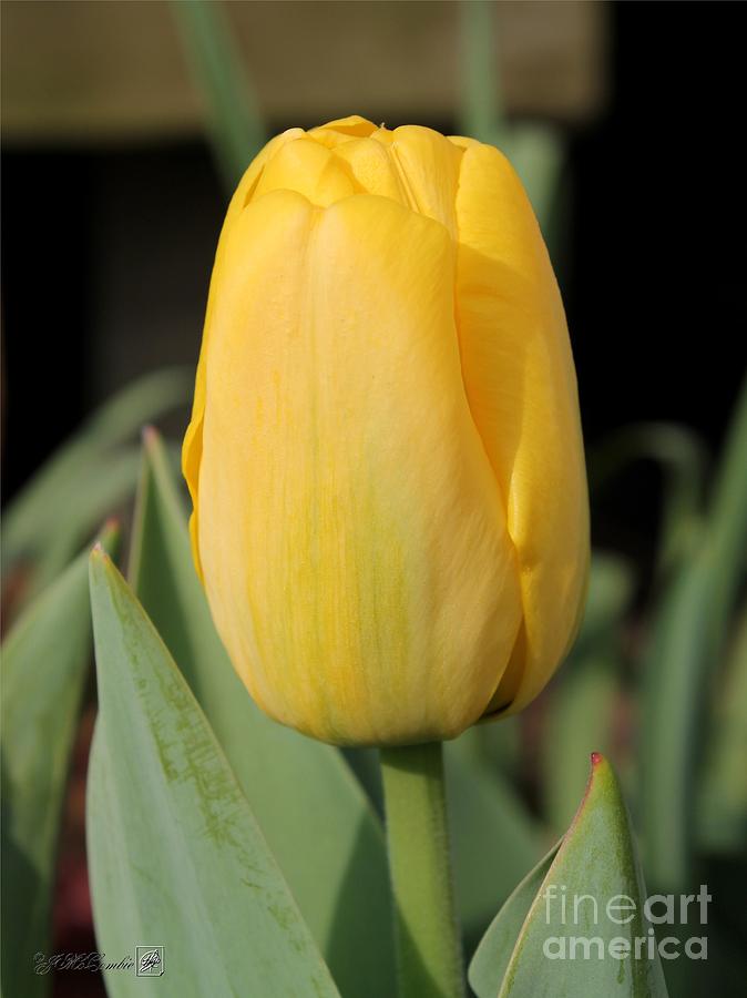 Nature Photograph - Tulip named Big Smile #1 by J McCombie