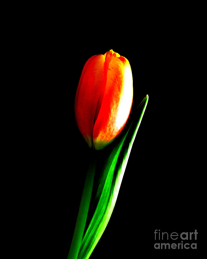 Tulip #1 Photograph by Patricia Januszkiewicz