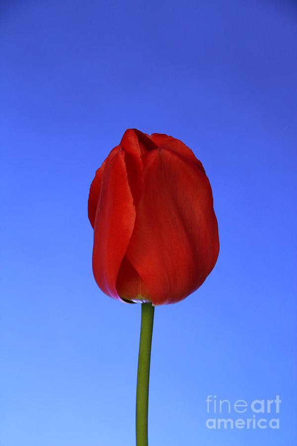 Tulip #1 Photograph by Photo Researchers, Inc.